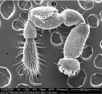 Media type: image;   Invertebrate Zoology 134654